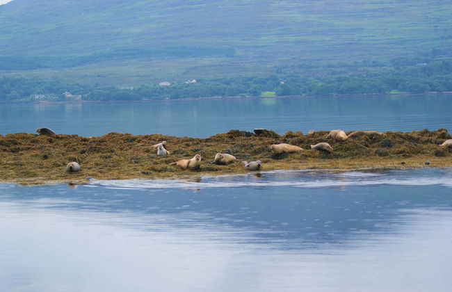Balade en bateau dans la baie de Kenmare - Photo 4