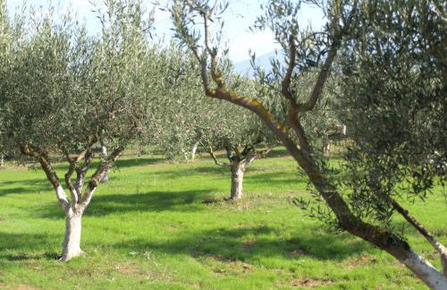 ΠΑΛΗΟΚΤΗΜΑ - Palioktima - Photo 26