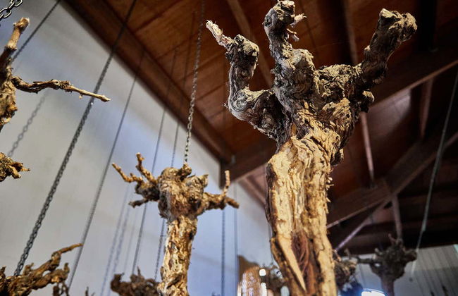 Visita a las bodegas Fariña - Foto 8