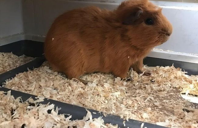 Les Cabanes de Warincthun - Foto 73