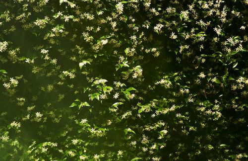 Giardino segreto, in centro - Foto 23