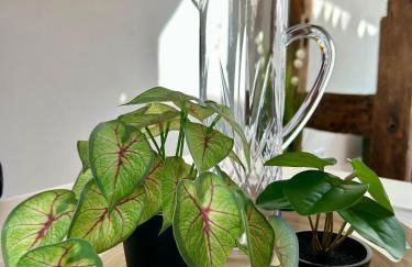 Knusperhäuschen mit Sauna - Foto 17