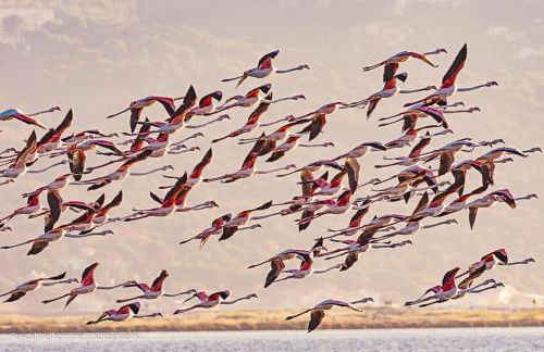 LA BADINE Accés direct à la plage clim balnéo piscine - Foto 49