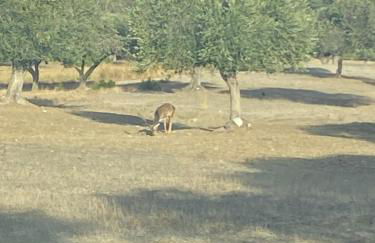 AGROTOPIA Guesthouses - Foto 28