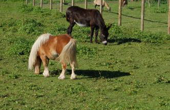 Vogtmühle - Foto 25