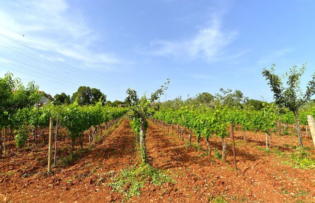 House 1735 - Photo 35