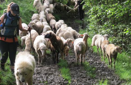 La Cazalère - Foto 36