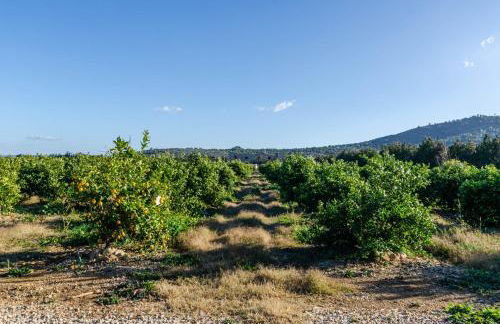 El Limonar de Mallorca - Agroturismo - Foto 58