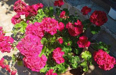 ASIMENIA STUDIOS - Photo 58