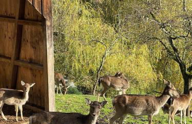 Einzigartiges Apartment, mitten in der Natur - Foto 40