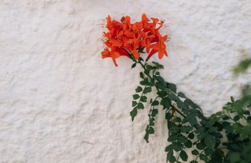 Villa Mare Nostrum Sounio - Foto 9