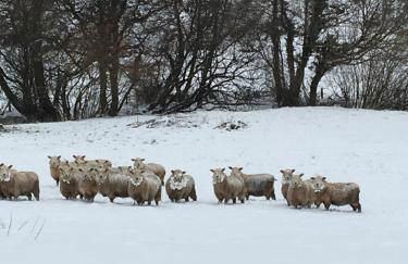 Creber Cottage - Foto 38