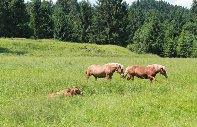 Alpenapartment mit Garten - Foto 34