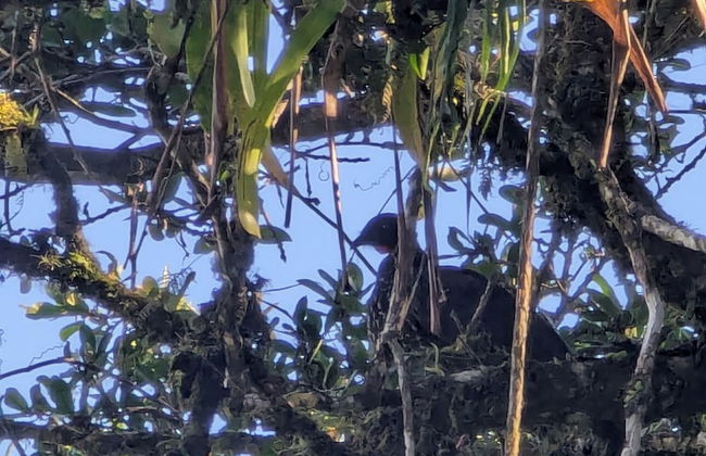 Campos de Oro Wilderness Lodge - Photo 34