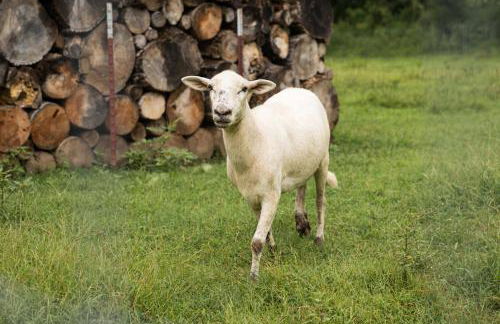 Meadow View Romantic Nature Stay w Barn, Outdoor Tub and Sauna - Foto 49