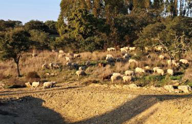 Monte da Calcadinha - Foto 19