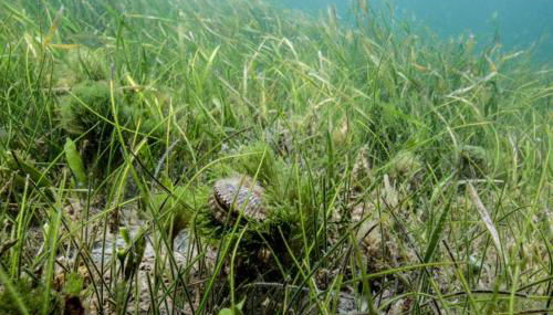 Old Homosassa Living! Seconds to all the action! - Foto 5