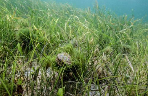 Old Homosassa Living! Seconds to all the action! - Foto 5