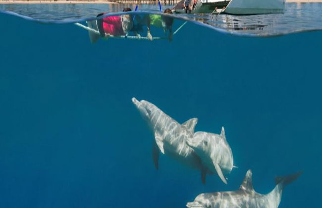 Croisière à la nage avec les dauphins sauvages à Adélaïde - Photo 6