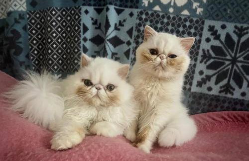 Chez Sigmund et Skywalker - Photo 1