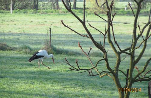 Ferienwohnung am Storchennest - Foto 21