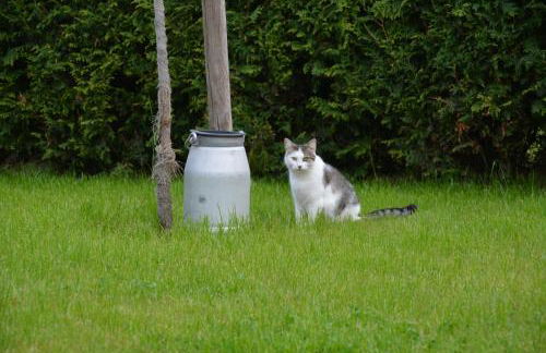 Ferienappartements "Landromantik" - Foto 38