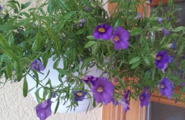 Landhaus Weber - Foto 52