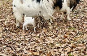 Eco-Villa en lisière de forêt - Photo 23