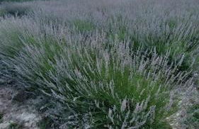 AGRITURISMO TERRAPIA - Foto 43