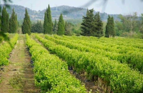 Lodge with private pool surrounded by vineyards - Foto 16