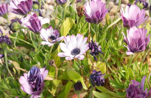 M Butterfly - Foto 33