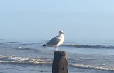 Stay in our beautiful 1850’s Coastguards Cottage. - Photo 35