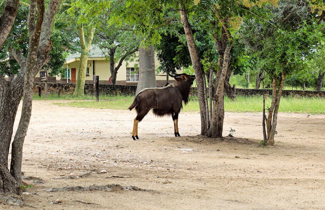 Self Catering Chalets - Manyeleti - Foto 19