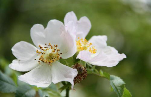 Spisserhof - Photo 14