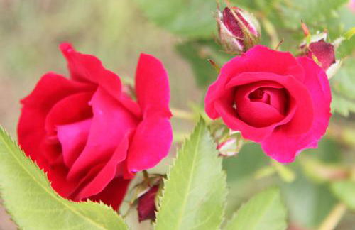 Pò delle Buche - Photo 48