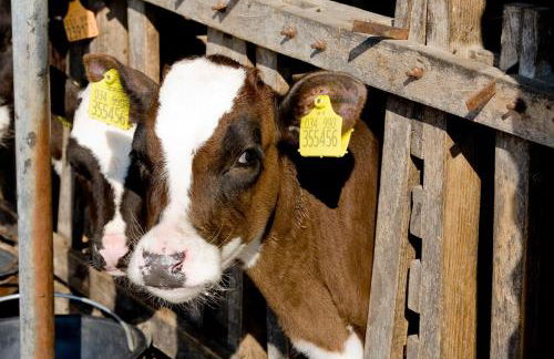 Agriturismo Villa Mocenigo - Photo 55