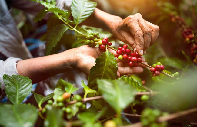 Tour del café orgánico por la finca Rainforest - Foto 1