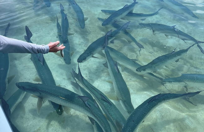 Blue Bay Cottage - Foto 37