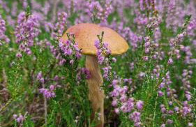 Przystań 46 - Foto 47