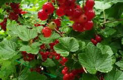 Casa del Puiat - Foto 17