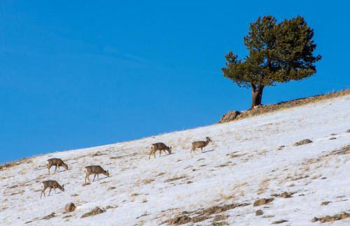 Sundog Condo in Granby Ranch - Foto 41