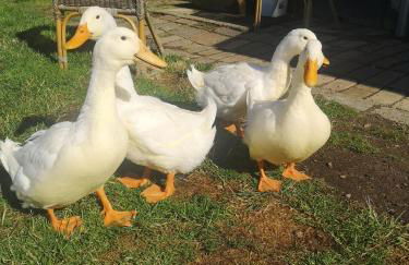 Gutshof und Ferienwohnung Proft - Foto 33