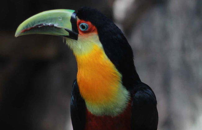 Visita guiada por Ecopark - Foto 7