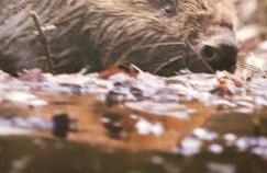 Agroturystyka Lisa Młyn - Foto 67