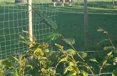 Eselhof Mobilheim - Foto 3