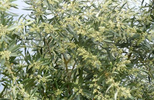 Agriturismo Le Carolee - Foto 67