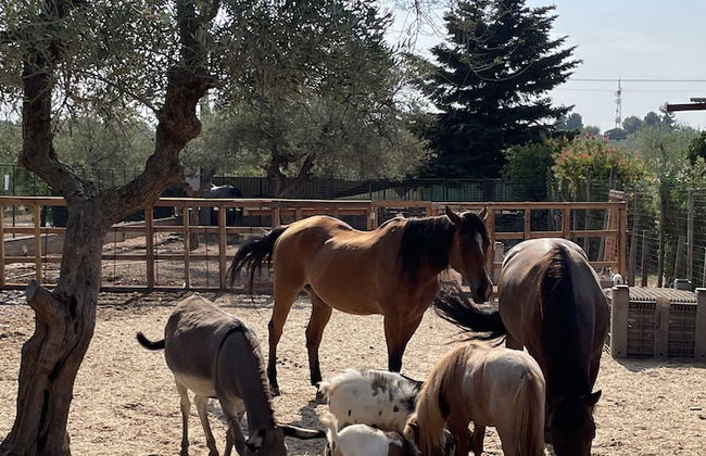 Casale Torre San Magno - Foto 72