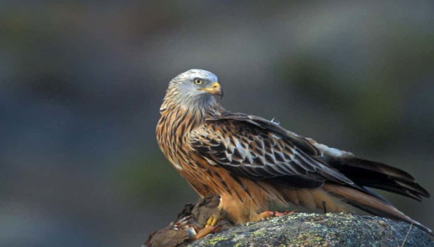 Contemplando las aves