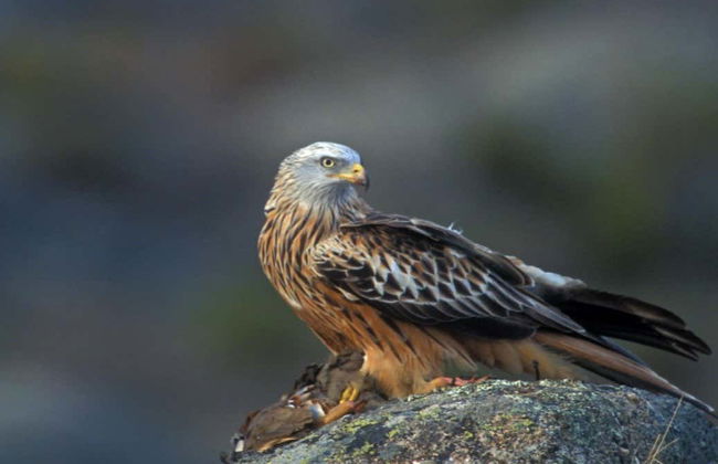 Avistamento de aves na Sierra de Aracena - Foto 2