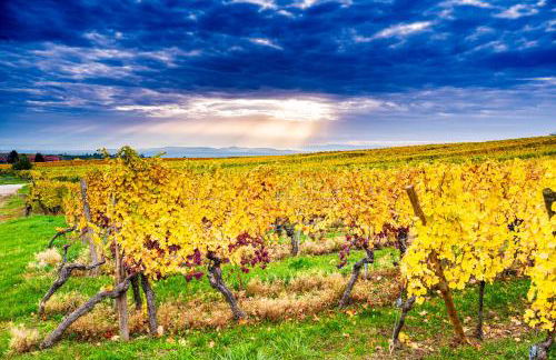 GÎTE **** L'ATELIER DU TONNELIER - Foto 34